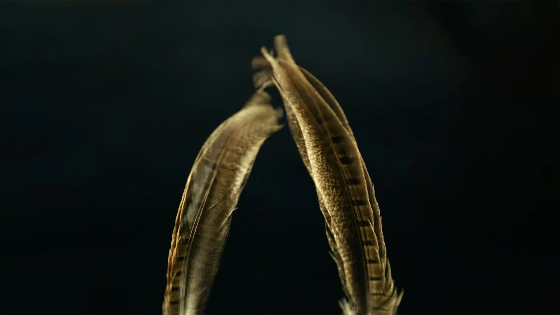 Feathers